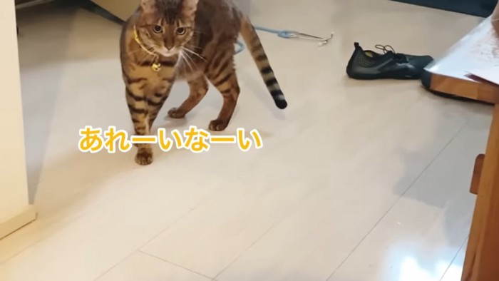 立っている黄色い首輪の猫