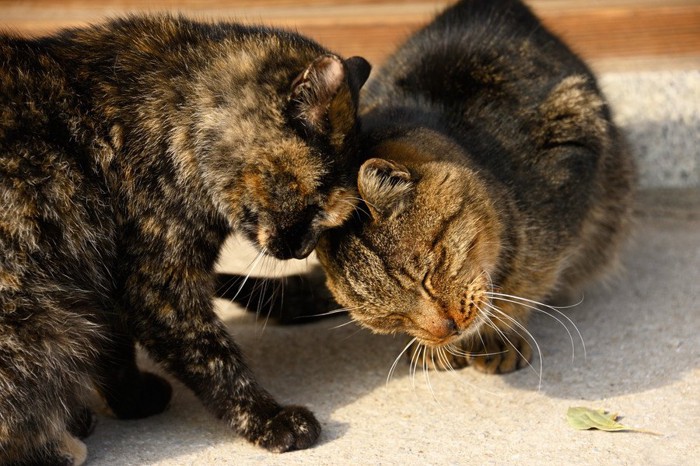 匂いを確かめ合う二匹の猫