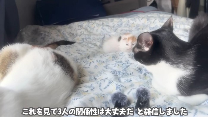 テロップ「これを見て3人の～」