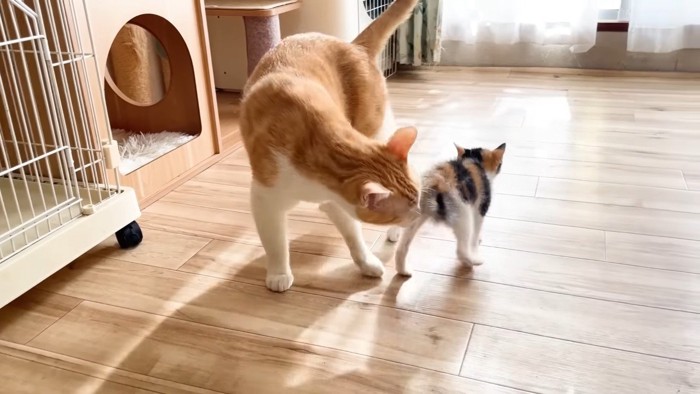 お尻を嗅ぐむぎくん