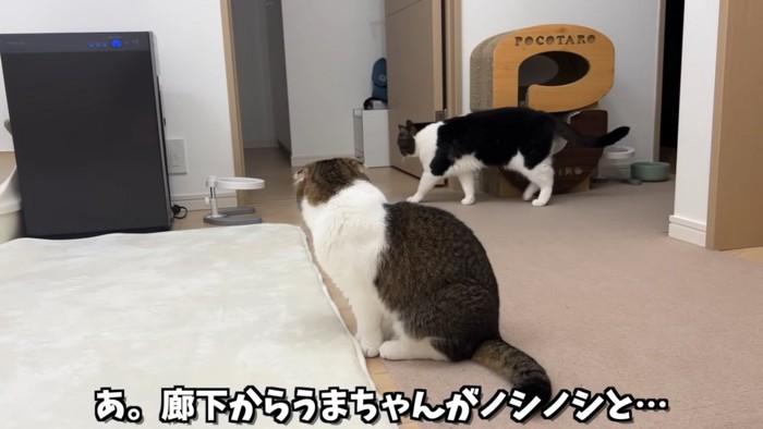 座る猫と歩く猫