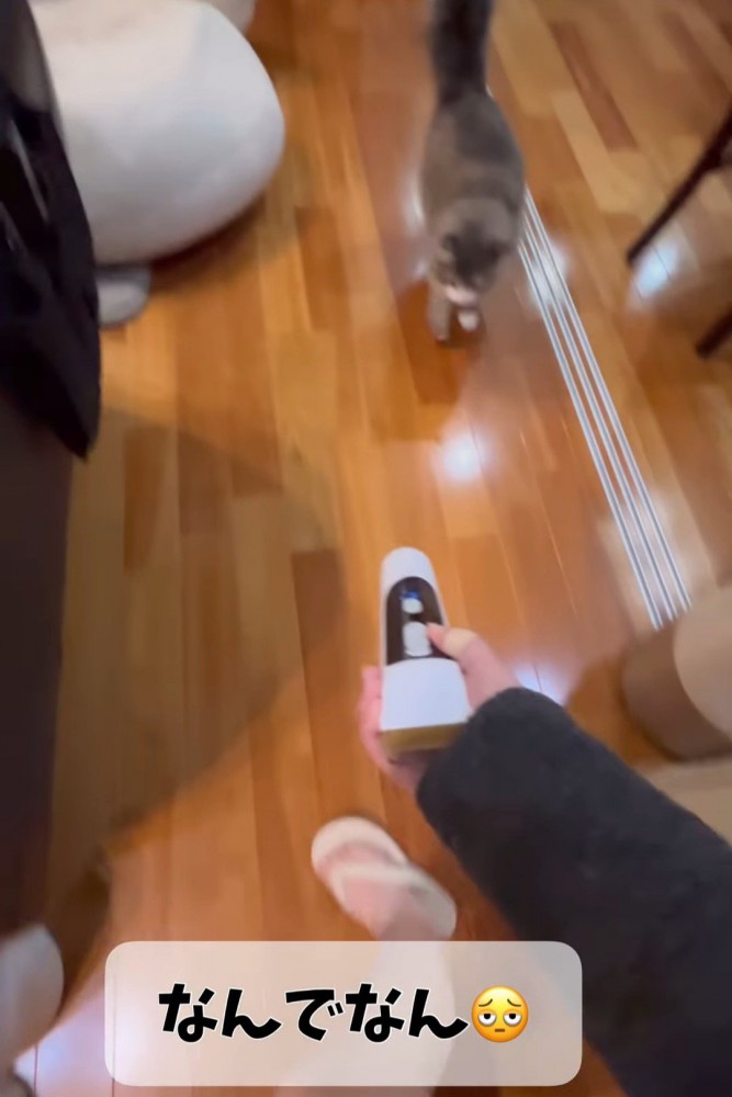 バリカンを追いかける猫
