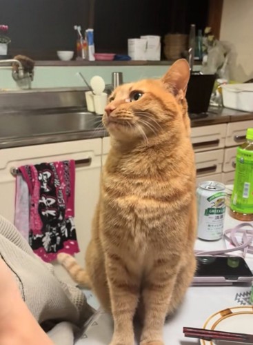 お母さんを見つめる猫