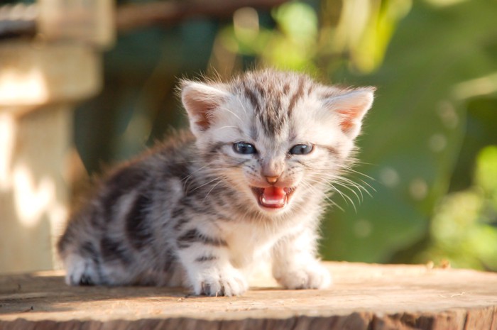 切り株の上で鳴いている子猫