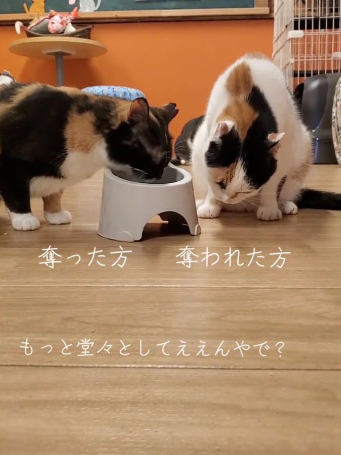二粒目を食べる猫