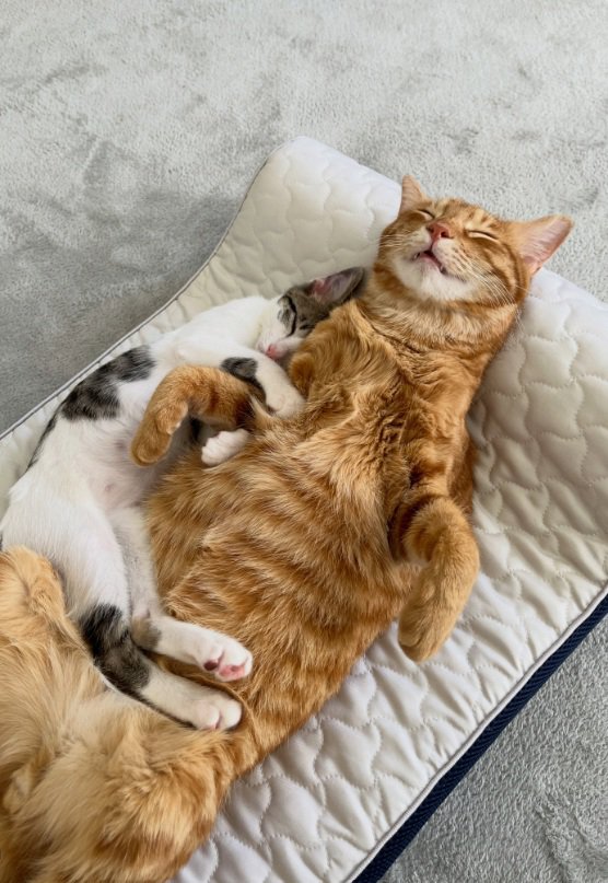 眠る猫