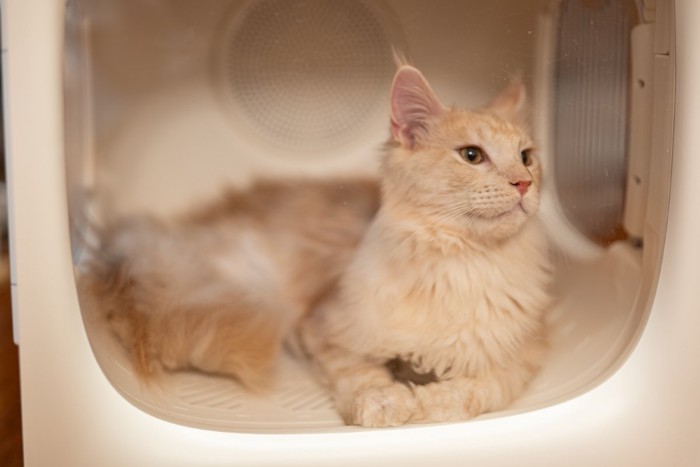ドライルームでくつろぐ猫