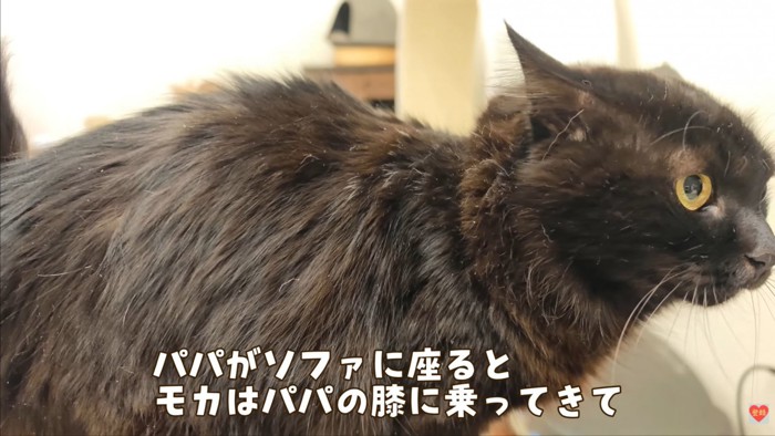 テロップ「パパがソファに座ると～」