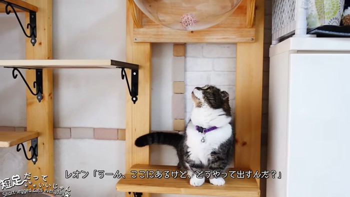 上を見る猫