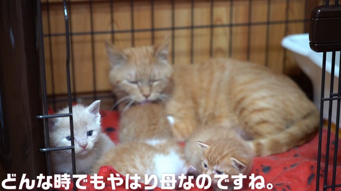 ケージの中にいる親子猫