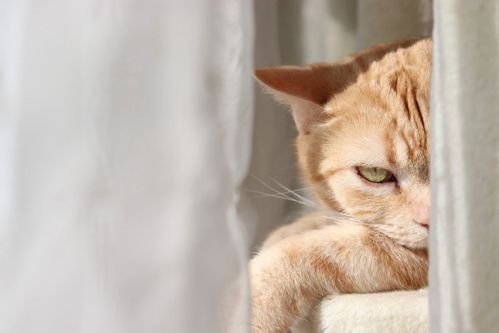 カーテンの中から睨む猫