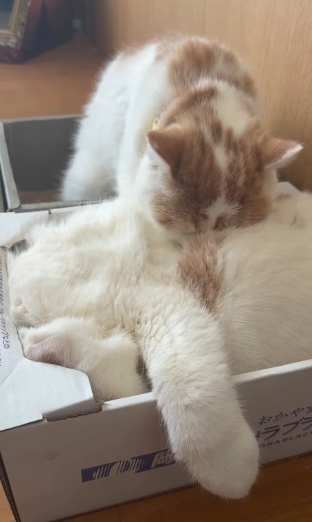 寝る猫と猫吸いする猫