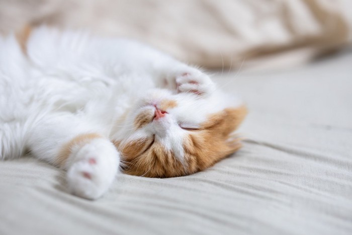 ヘソ天の猫