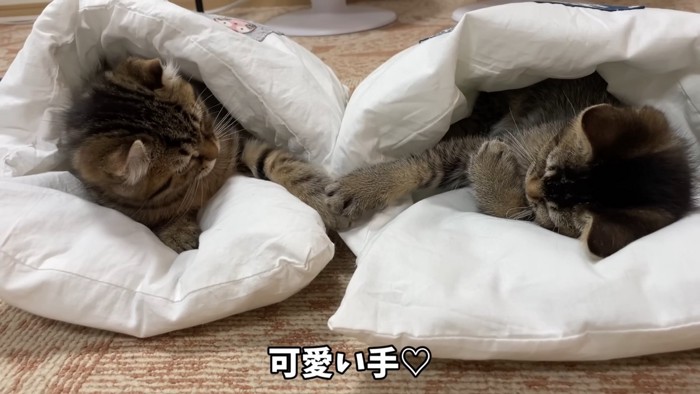 布団の中に入ってじゃれる2匹の子猫たち