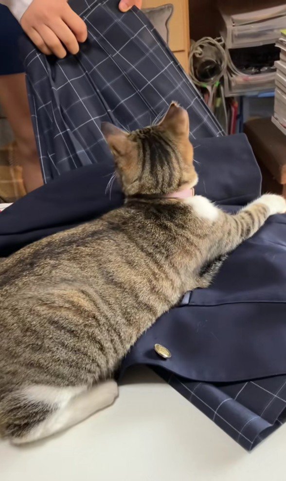 制服を押さえ込む猫