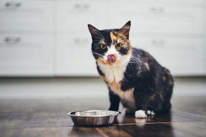 ご飯を食べて満足そうな猫