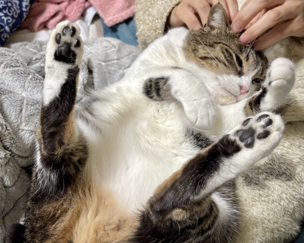 へそ天で飼い主に頭を触られている猫