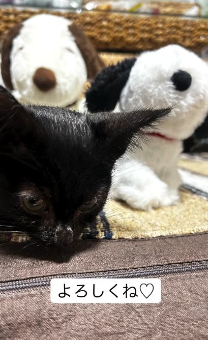 寝ている黒猫の子猫