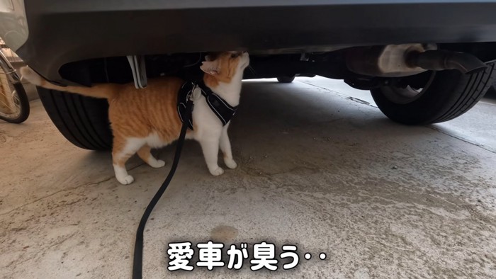車のにおいを嗅ぐ猫