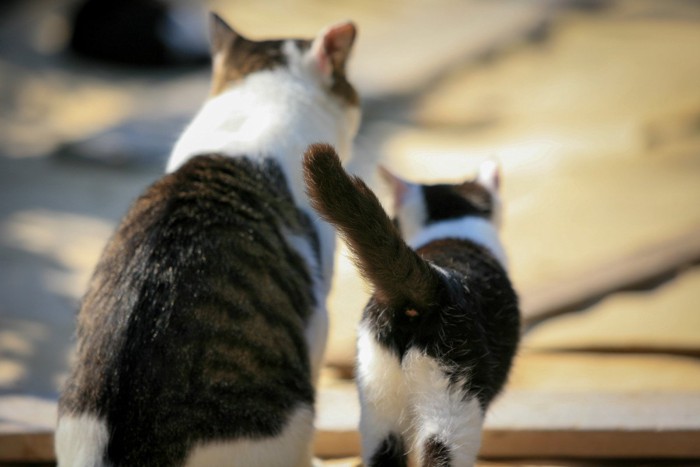 猫の親子の後ろ姿