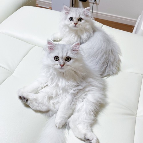 座る2匹の猫