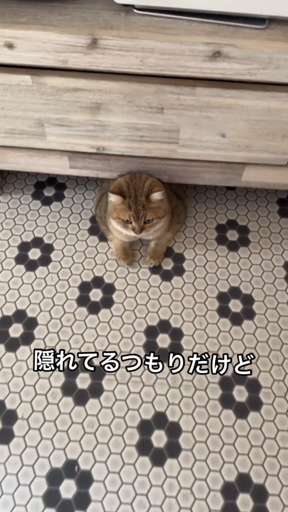 キッチンの下にいる猫