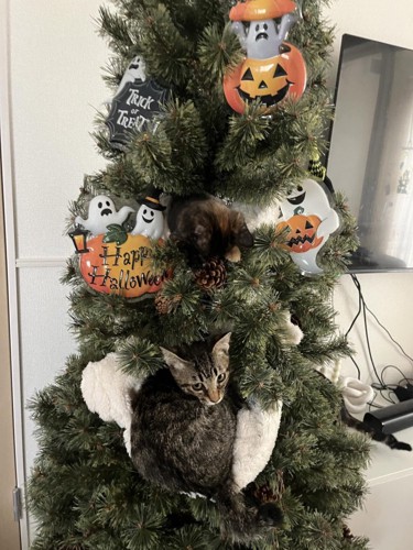 クリスマスツリーに登る猫