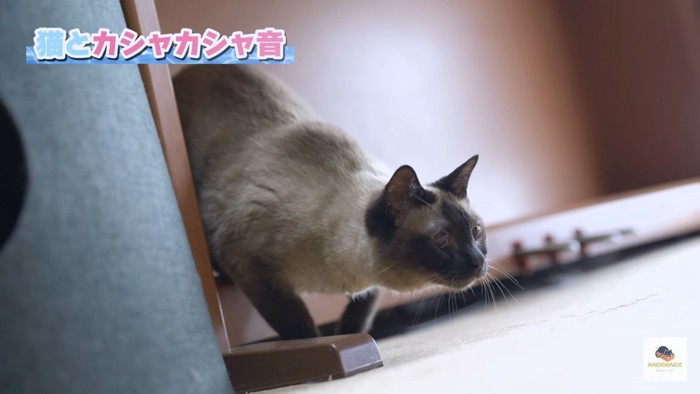 獲物にとびかかろうとするシャム猫