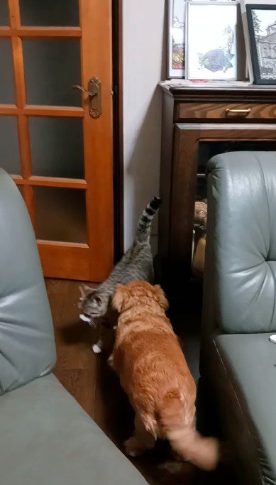 しっぽをあげて犬のそばを通る猫