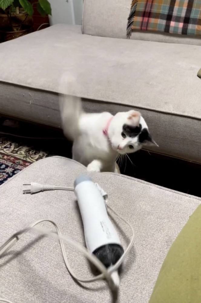 ドライヤーにパンチする三毛猫