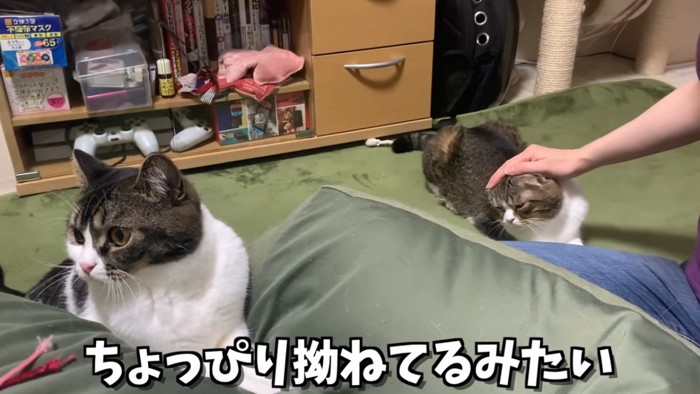 頭を撫でられる猫