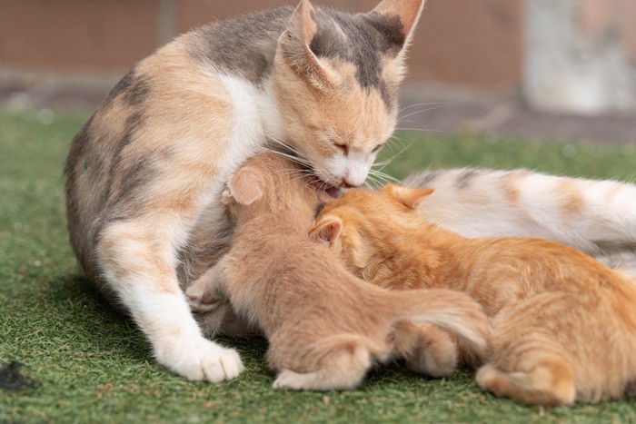 子猫たちを舐める母猫