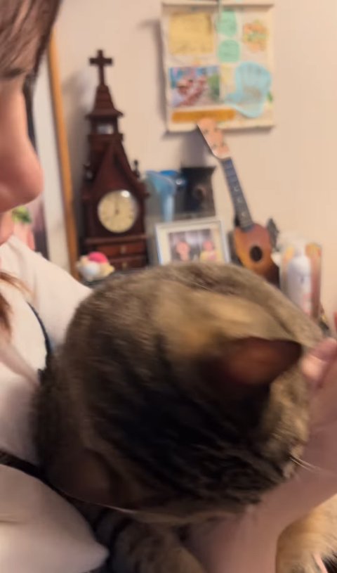 抱っこされて飼い主の手をかじる猫