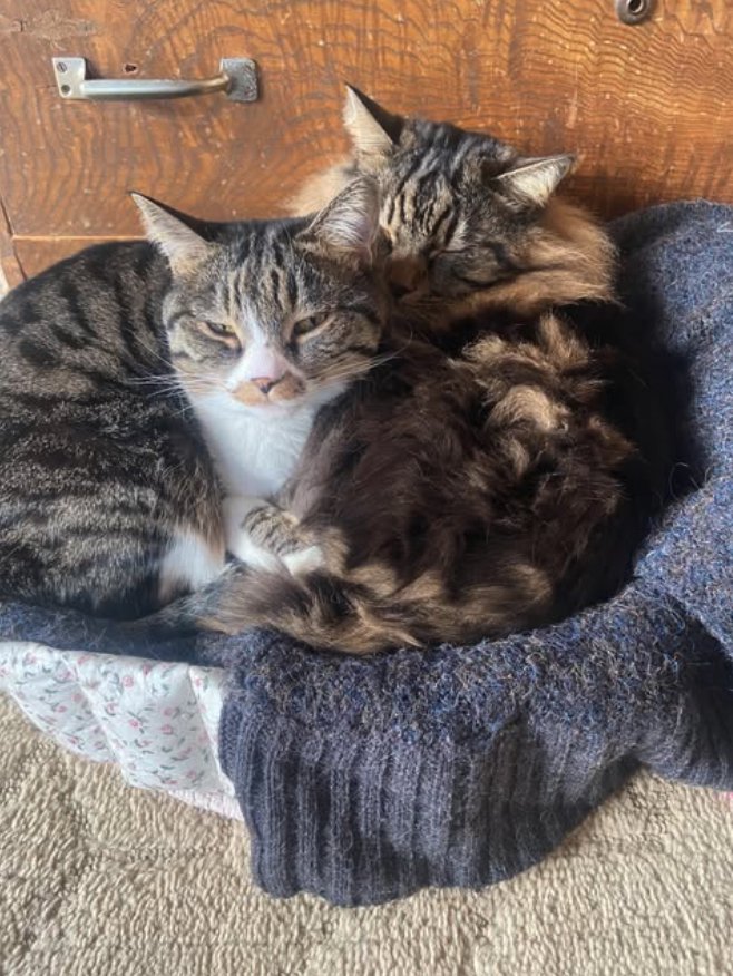 寄り添って眠るキジトラハチワレとキジトラ長毛