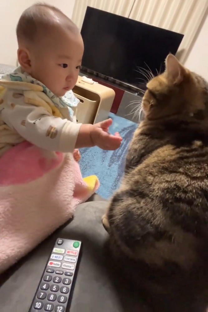 猫に触ろうとする赤ちゃん