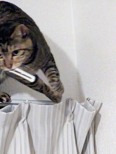 カーテンレールの上でふり返る猫