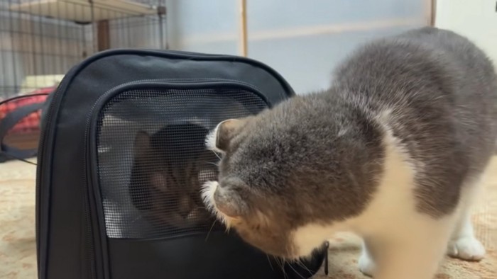 ペットキャリーの中を覗く猫