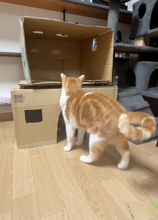 覗く猫