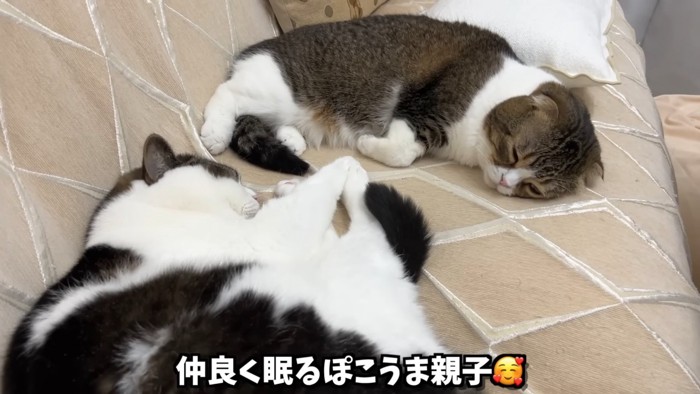 寝ている2匹の猫