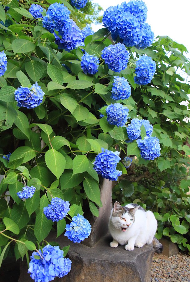 大きな紫陽花の木の下で休む猫