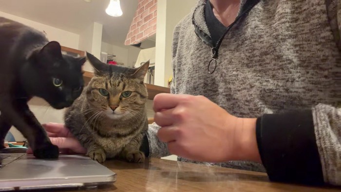 左からやって来る黒猫の貫太さん