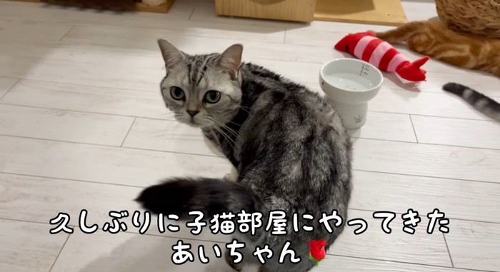 見つめる猫