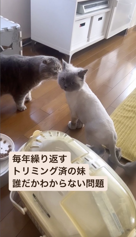 猫のにおいを嗅ぐ猫