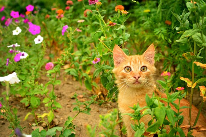 庭と子猫