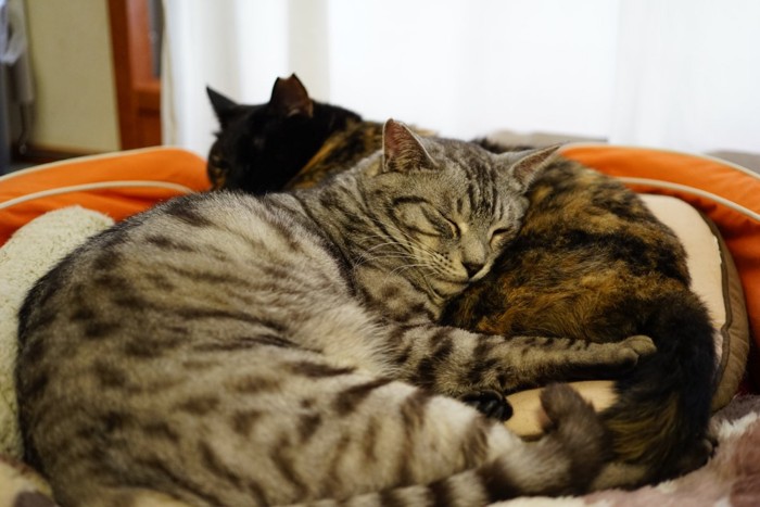 ベッドで寄り添う猫