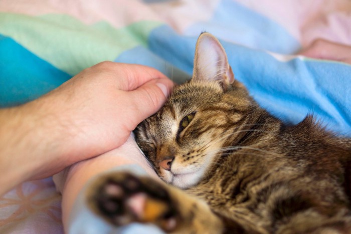 横になる猫を撫でる人の手