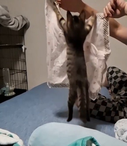 ハンカチにジャンプする子猫