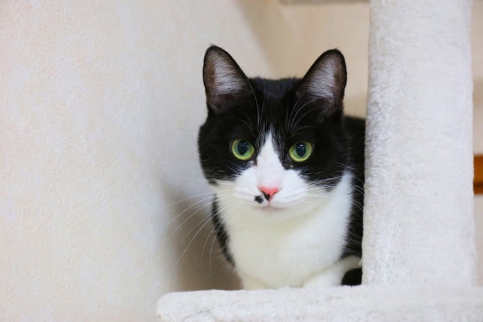 イカ耳のぽっちゃり猫