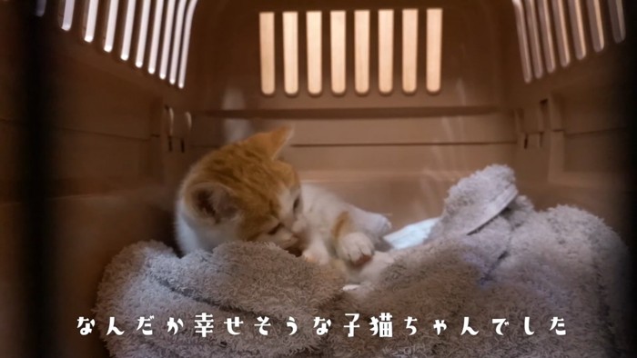 毛づくろいする子猫