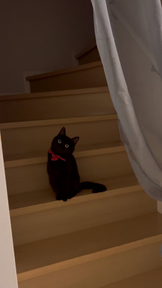 扉のむこうの猫さん